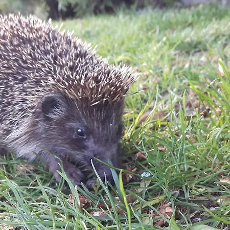 Apartment Fantasy Warna